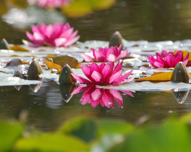 a beautiful pond with water lilies